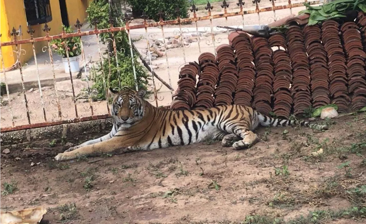 Violencia en Sinaloa impide rescate de tigresa amarrada a un árbol; veterinarios niegan asistencia por inseguridad