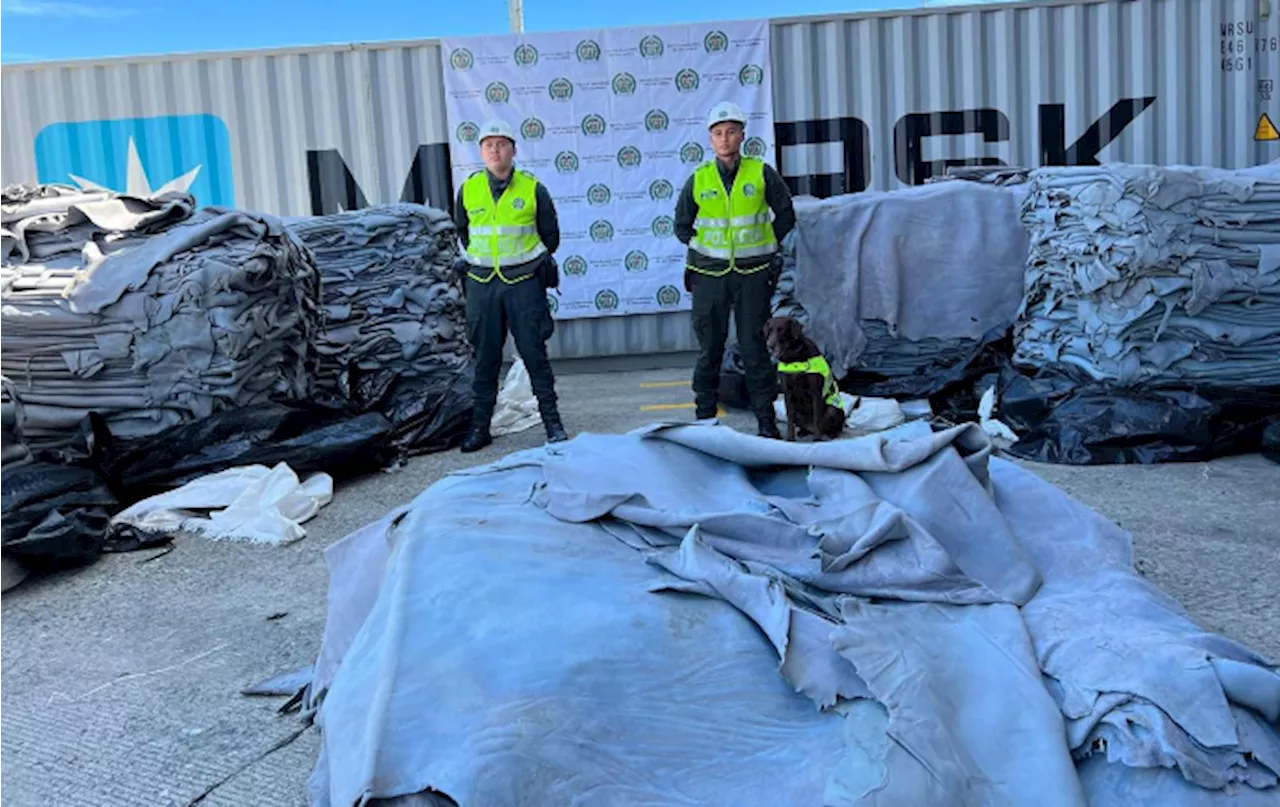 Buenaventura: cayó cargamento de cocaína impregnado en cueros de vaca