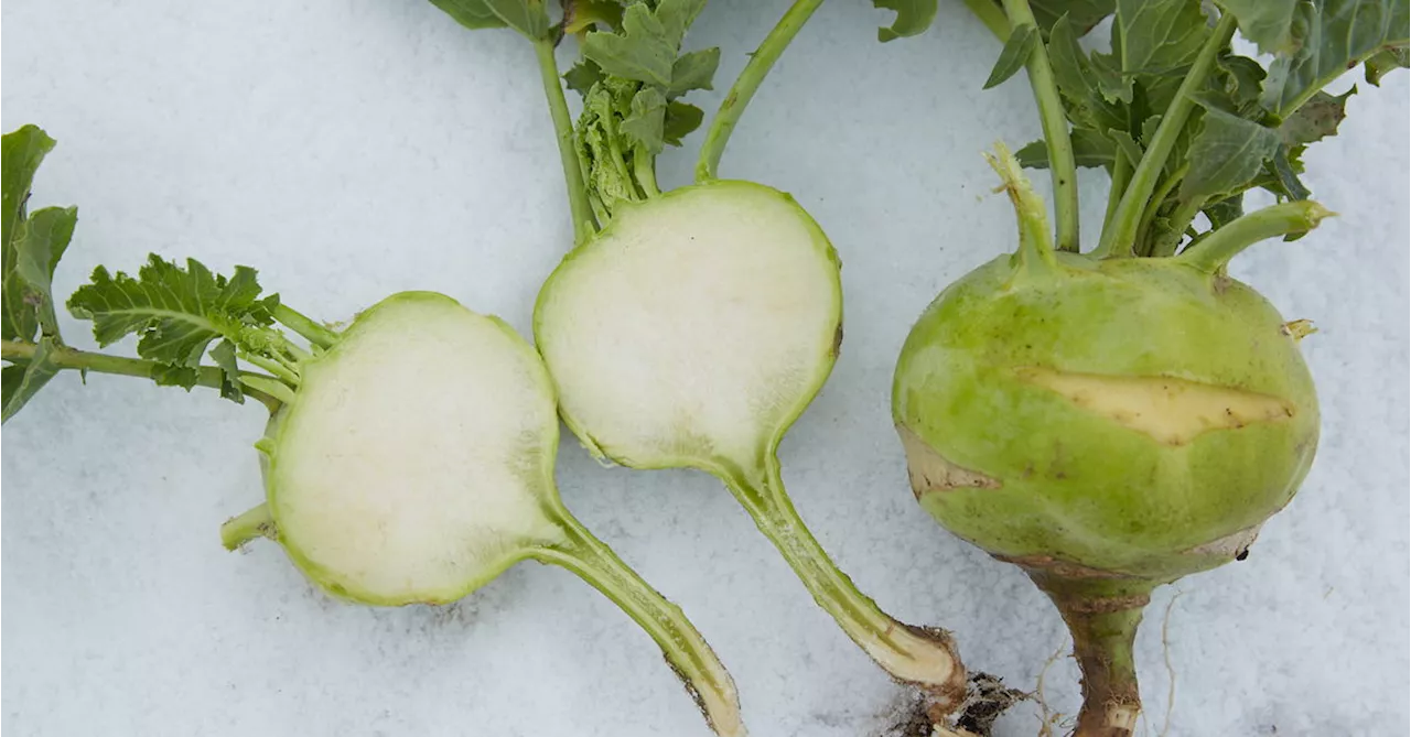 Winterfrischgemüse: Ernten Sie schon oder kaufen Sie noch?