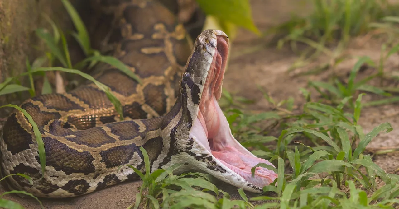 In Bangkok: Polizei rettet Frau nach zweistündigem Python-Angriff