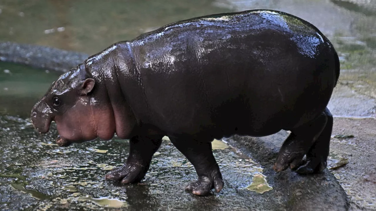 Baby Hippo 'Moo Deng' Becomes Global Sensation