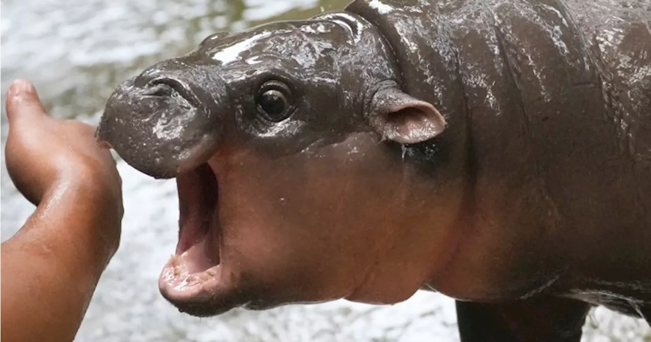 Meet Moo Deng, the adorable baby hippo everyone is falling for