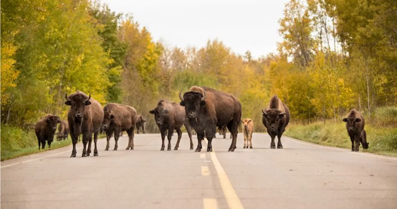 Three Bison Killed, Two Injured In Collision At National Park