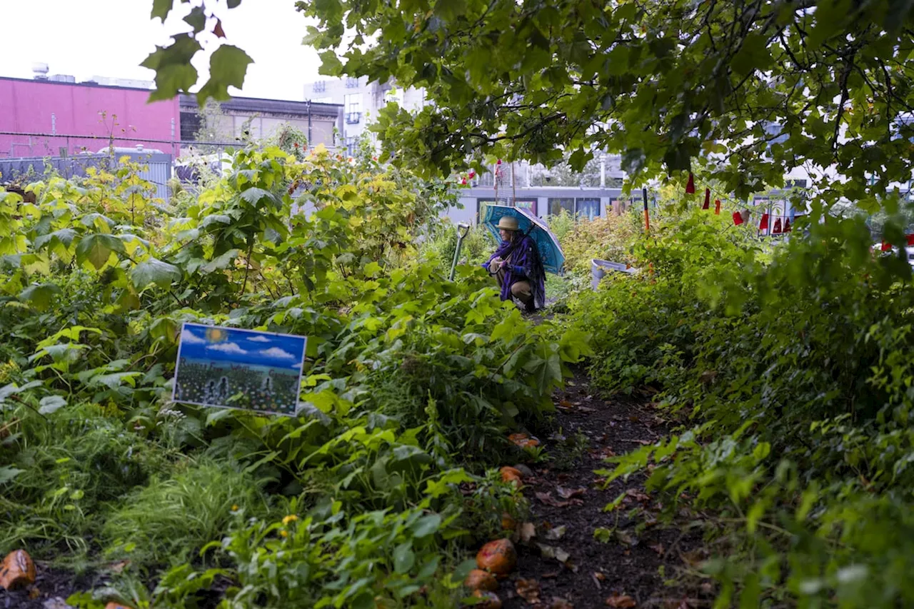 Why and how to plant your own food forest