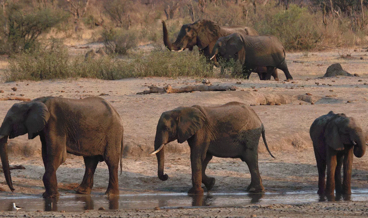 Zimbabwe to cull 200 elephants to feed people left hungry by drought