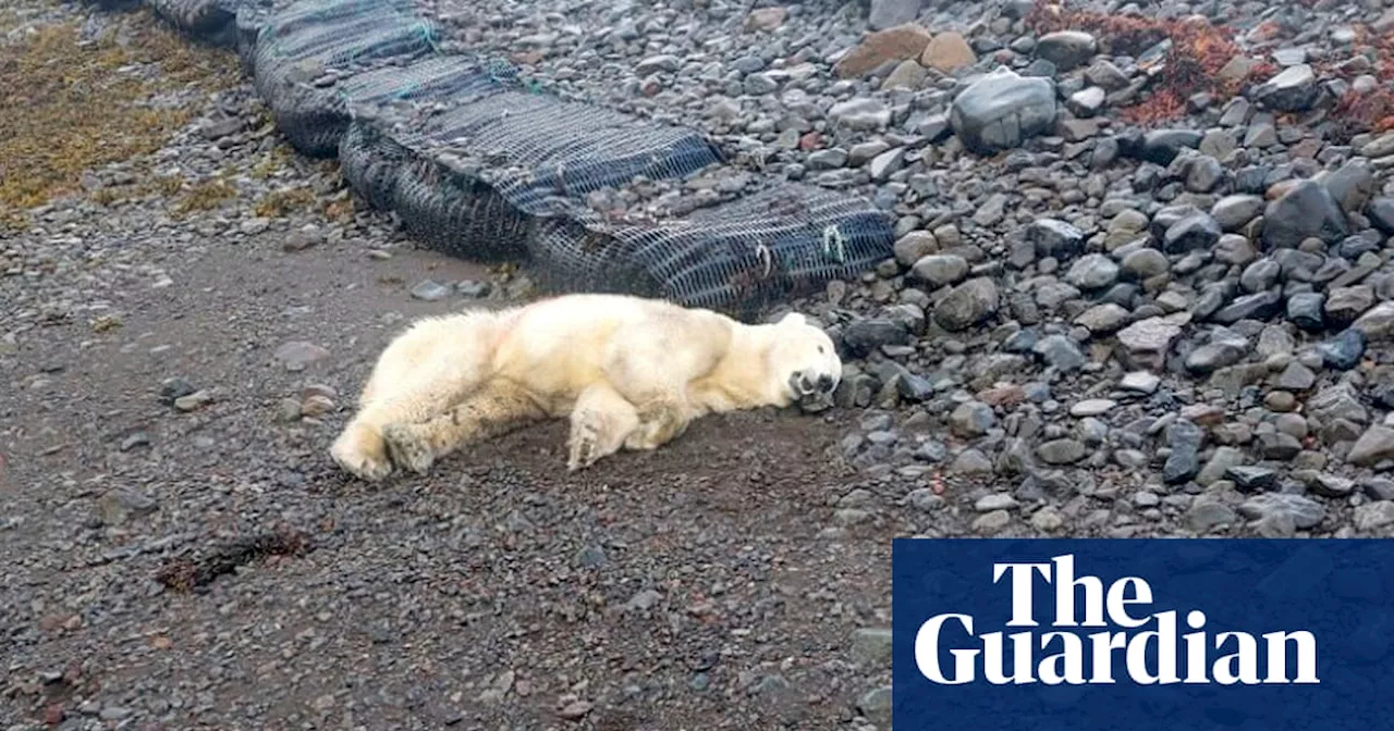 Rare polar bear shot dead by police in Iceland after being thought a threat