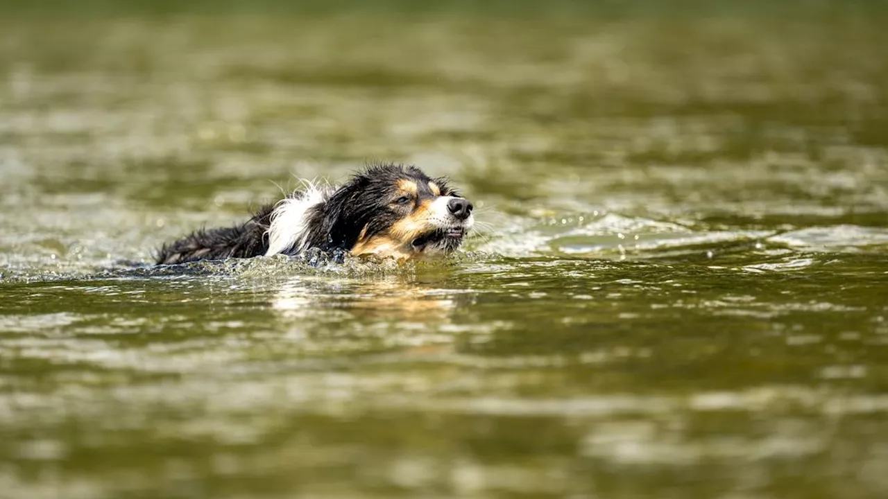  Frauchen springt Hund in eisigen Bach nach