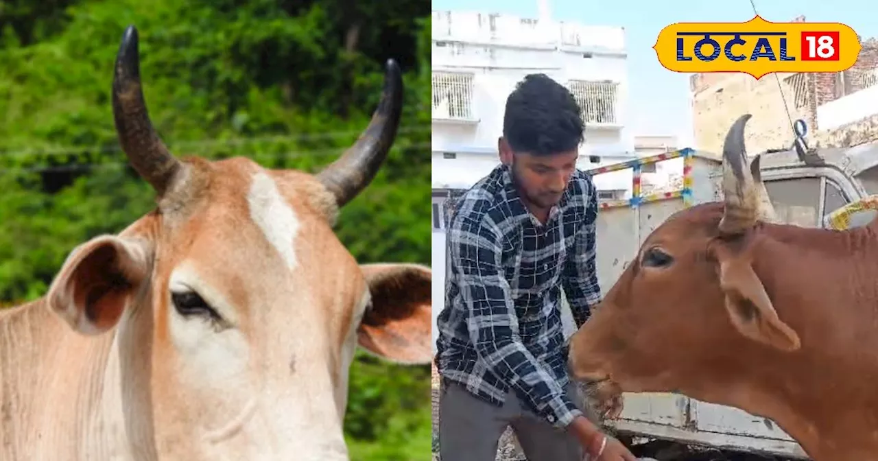 गौ विकास योजना: आवेदन कैसे करें और लाभ उठाने के तरीके