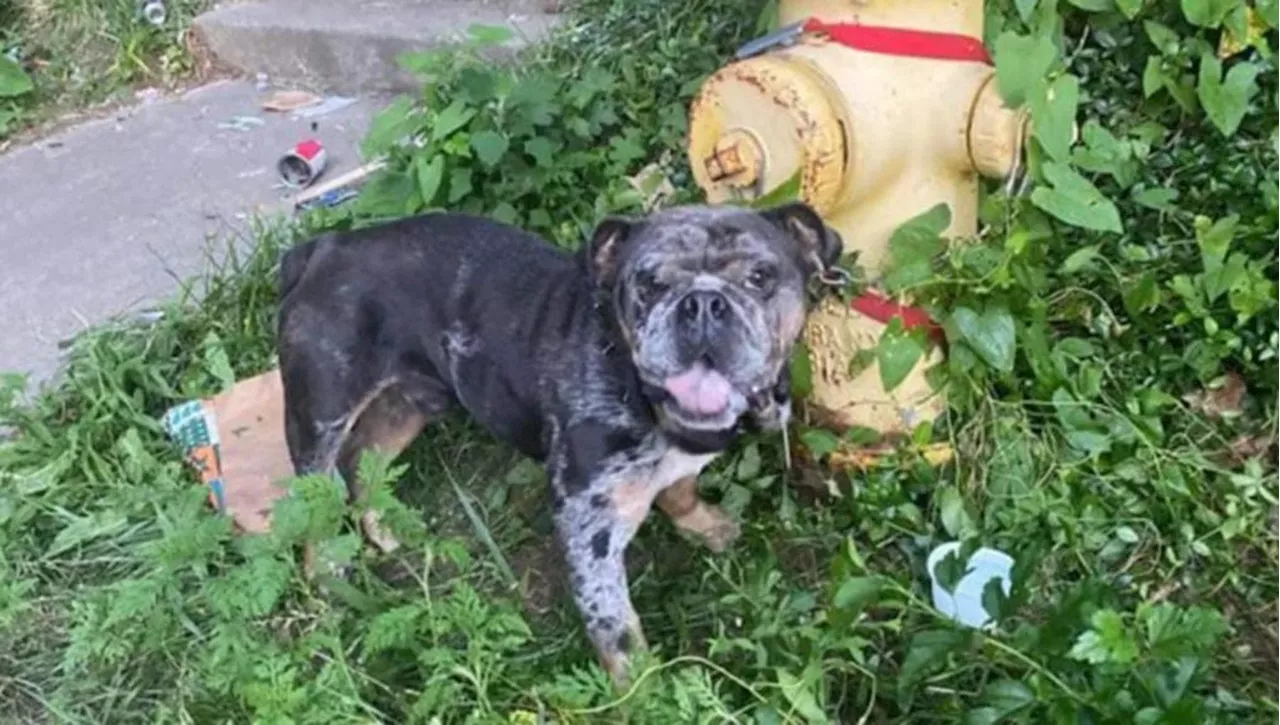 Il lieto fine di Charlie, il cane abbandonato legato a un idrante trova pace con una coppia venuta da lontano