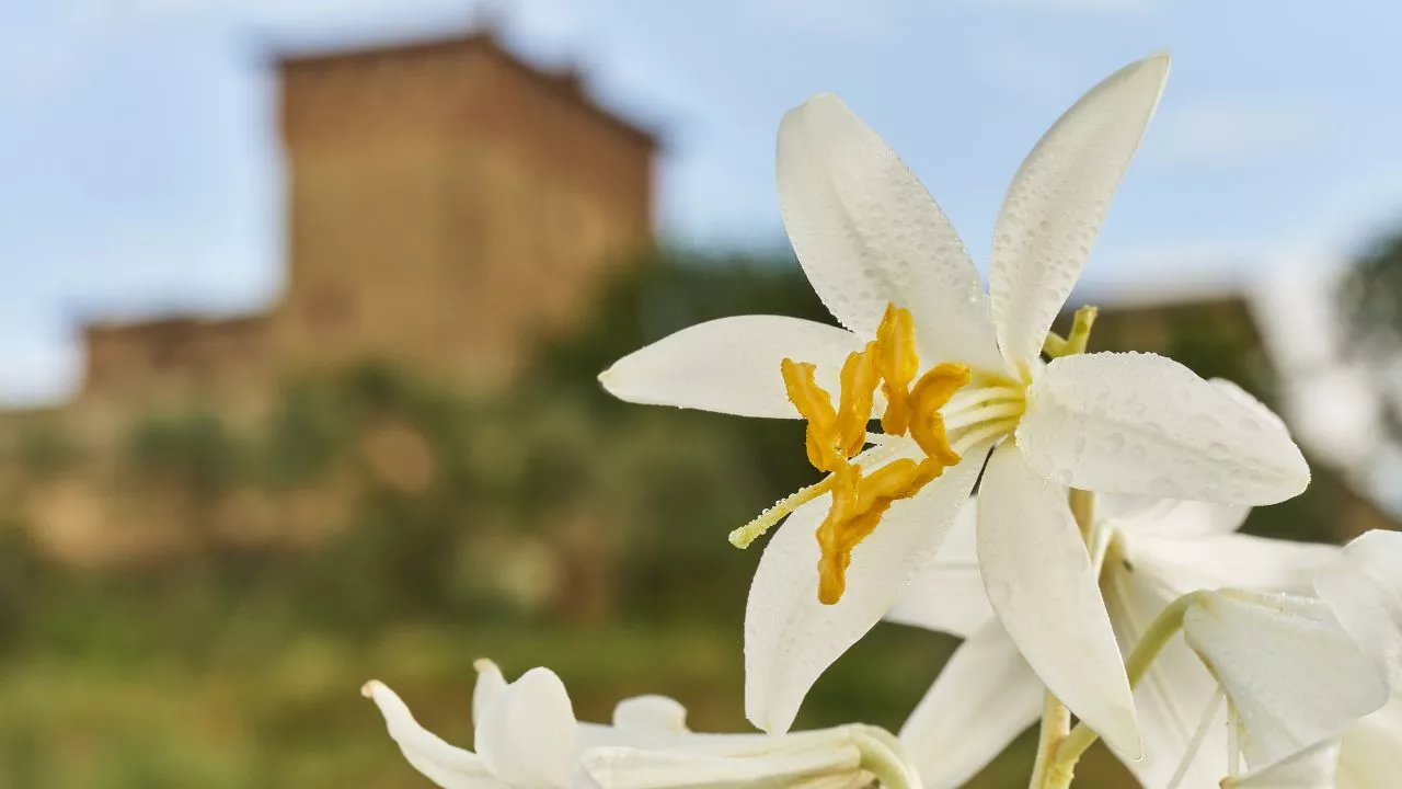 Bottega Verde: il nuovo trattamento anti-age rimpolpante ai Petali di Giglio