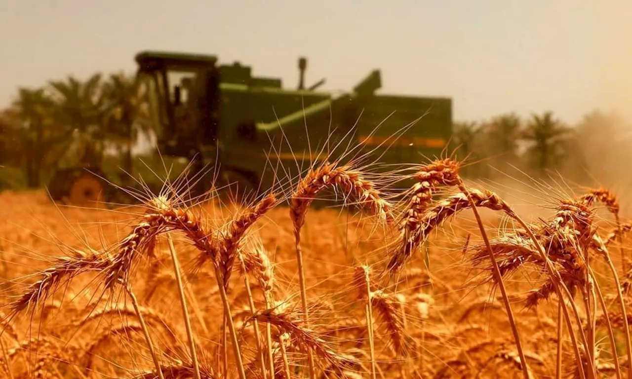 عسکری: تلاش برای تامین اعتبار قیمت خرید گندم در بودجه سال ۱۴۰۴