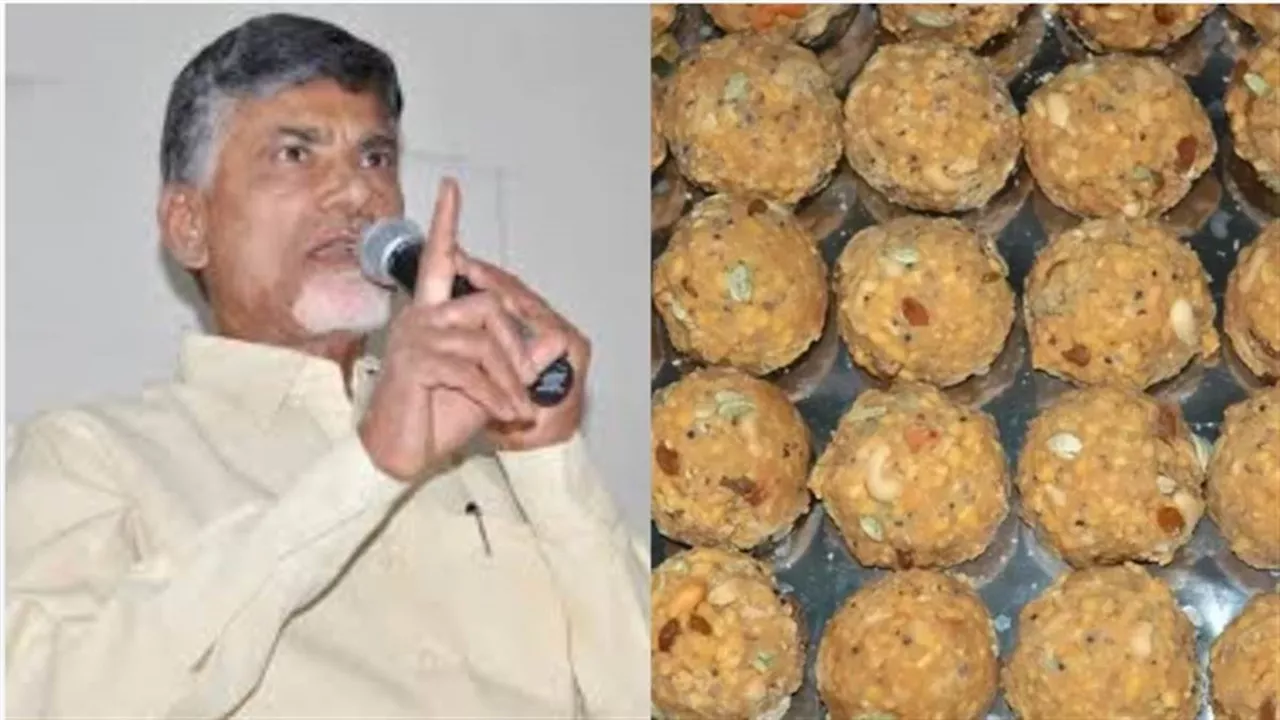 Tirupati Laddu Case: 'किसी को नहीं बख्शा जाएगा', लैब रिपोर्ट सामने आने के बाद फूटा CM नायडू का गुस्सा