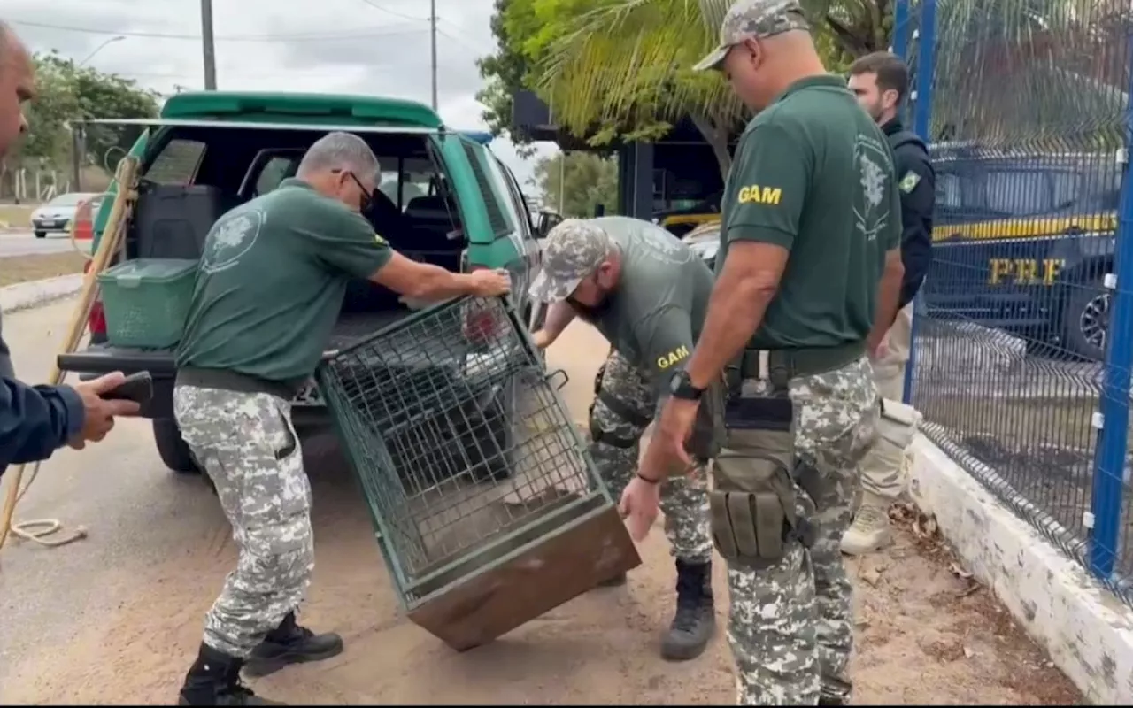 Grupamento da Guarda Municipal resgata capivara em unidade operacional da PRF