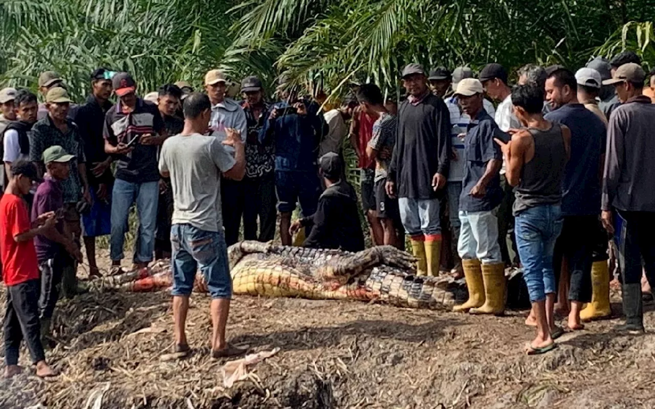 Hii, Jasad Kakek di Rohil Ditemukan di Dalam Perut Buaya