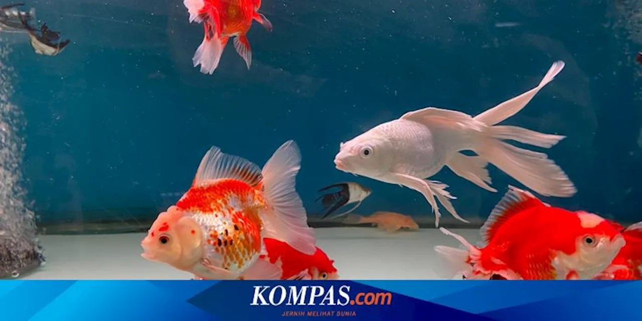 Cara Merawat Ikan Mas Koki agar Sehat dan Panjang Umur