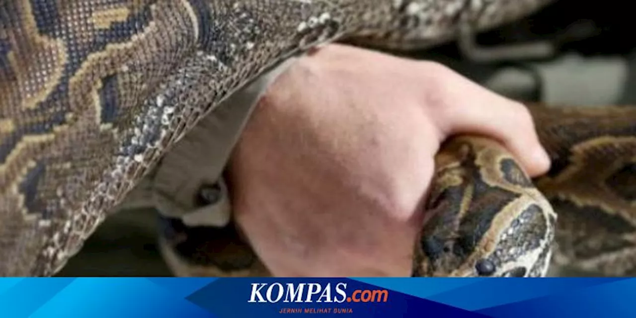 Lansia Thailand Diselamatkan dari Lilitan Ular Piton Selama 2 Jam