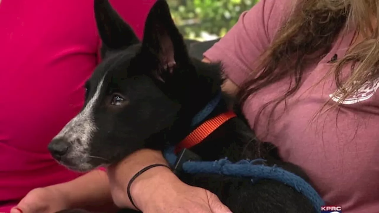 Waiting Under the Willow Foundation talks about adoptable puppy, Tito – and their newest volunteer!