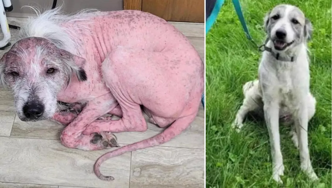 Il miracolo di Willow, il cane tutto “rosa” si trasforma in una palla di pelo di una razza che nessuno avrebb…