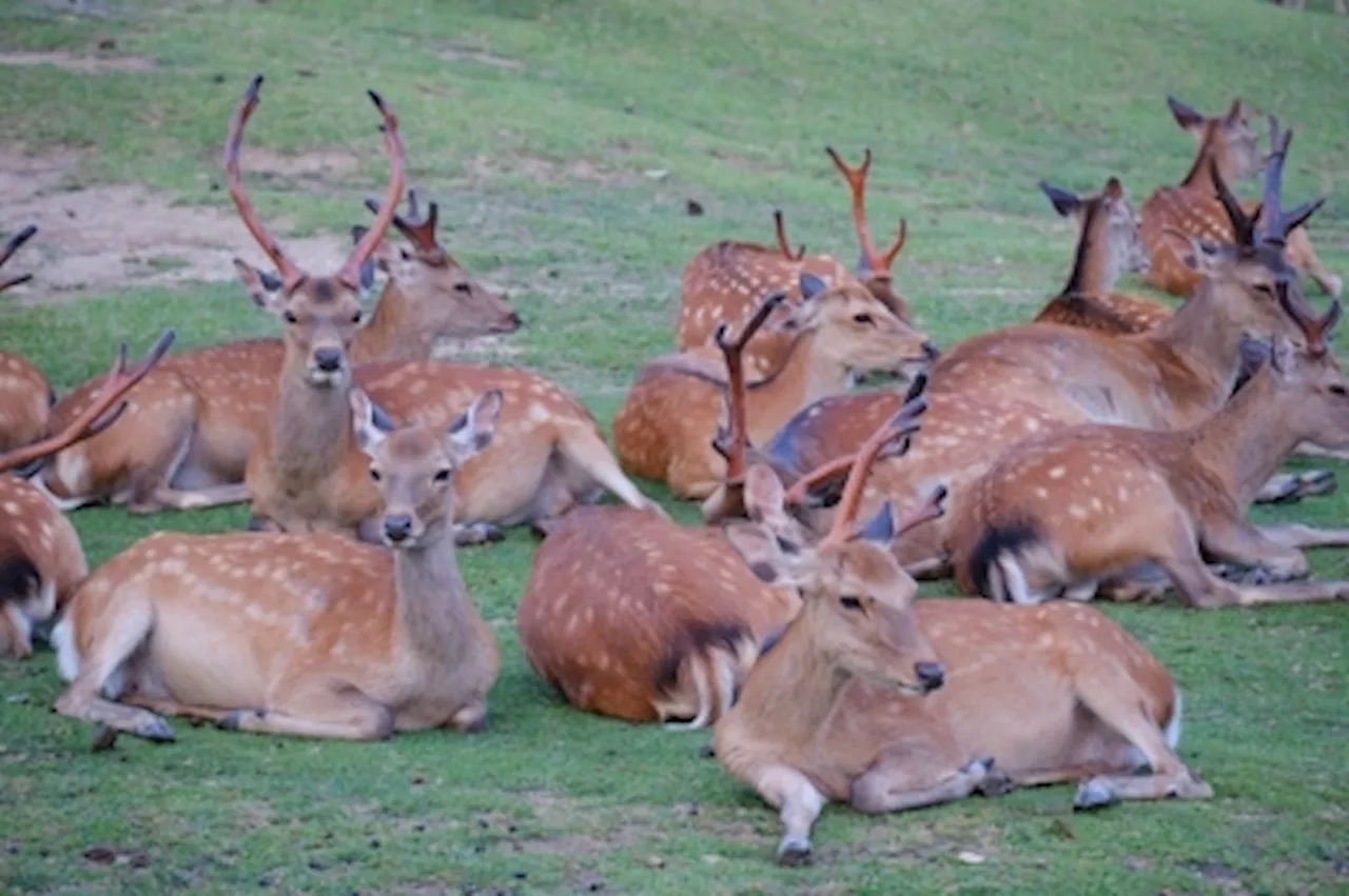 Japanese city Nara boosts protection efforts after viral video of tourist kicking sacred deer sparks public outcry