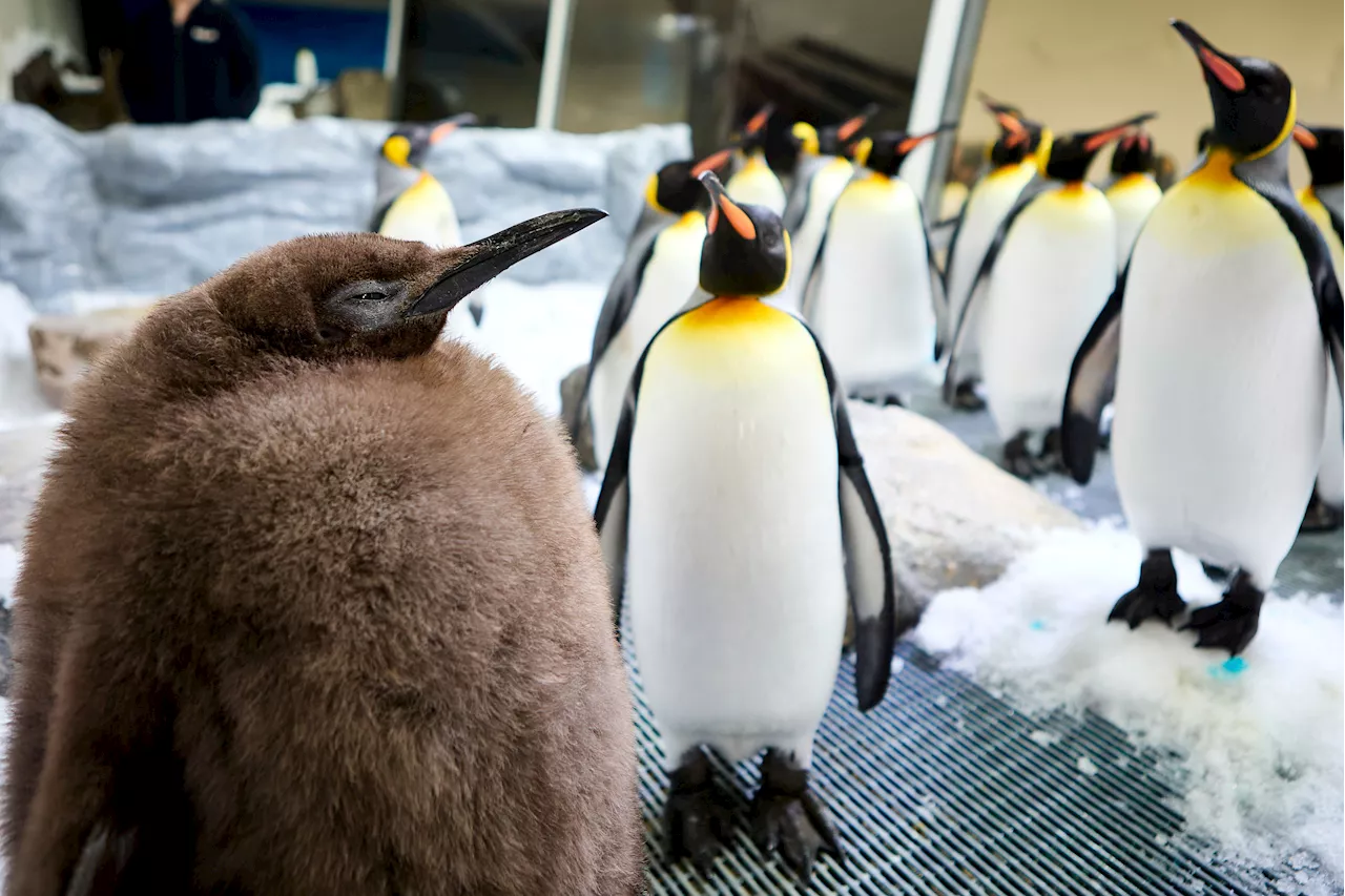 Giant Penguin Chick Named Pesto Becomes Social Media Star