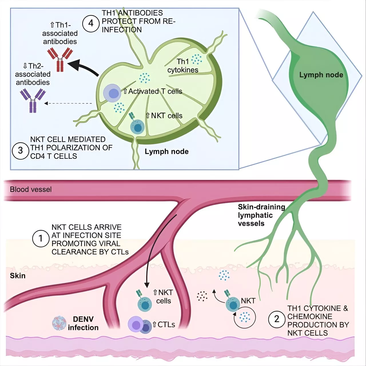 Researchers discover immune response to dengue can predict risk of severe reinfections