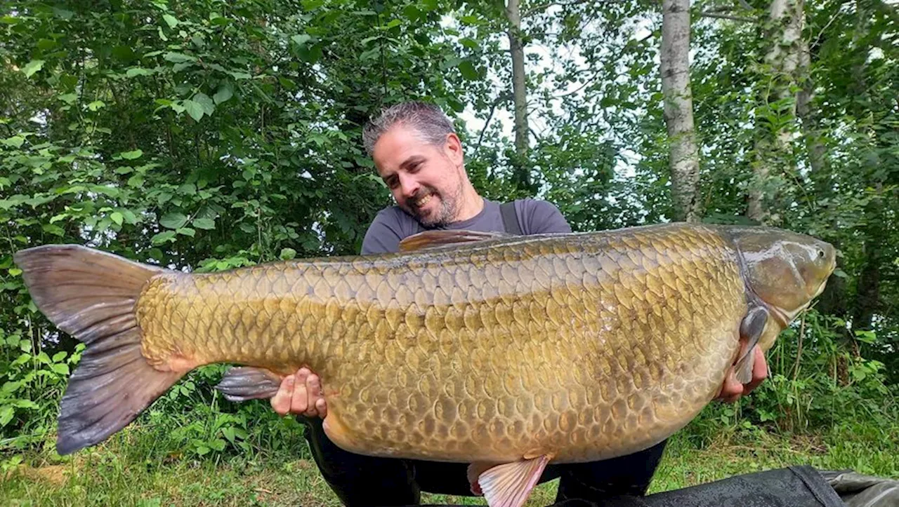 'Corpulence massive impressionnante' : une carpe de plus de 40 kilos pêchée dans un lac en France