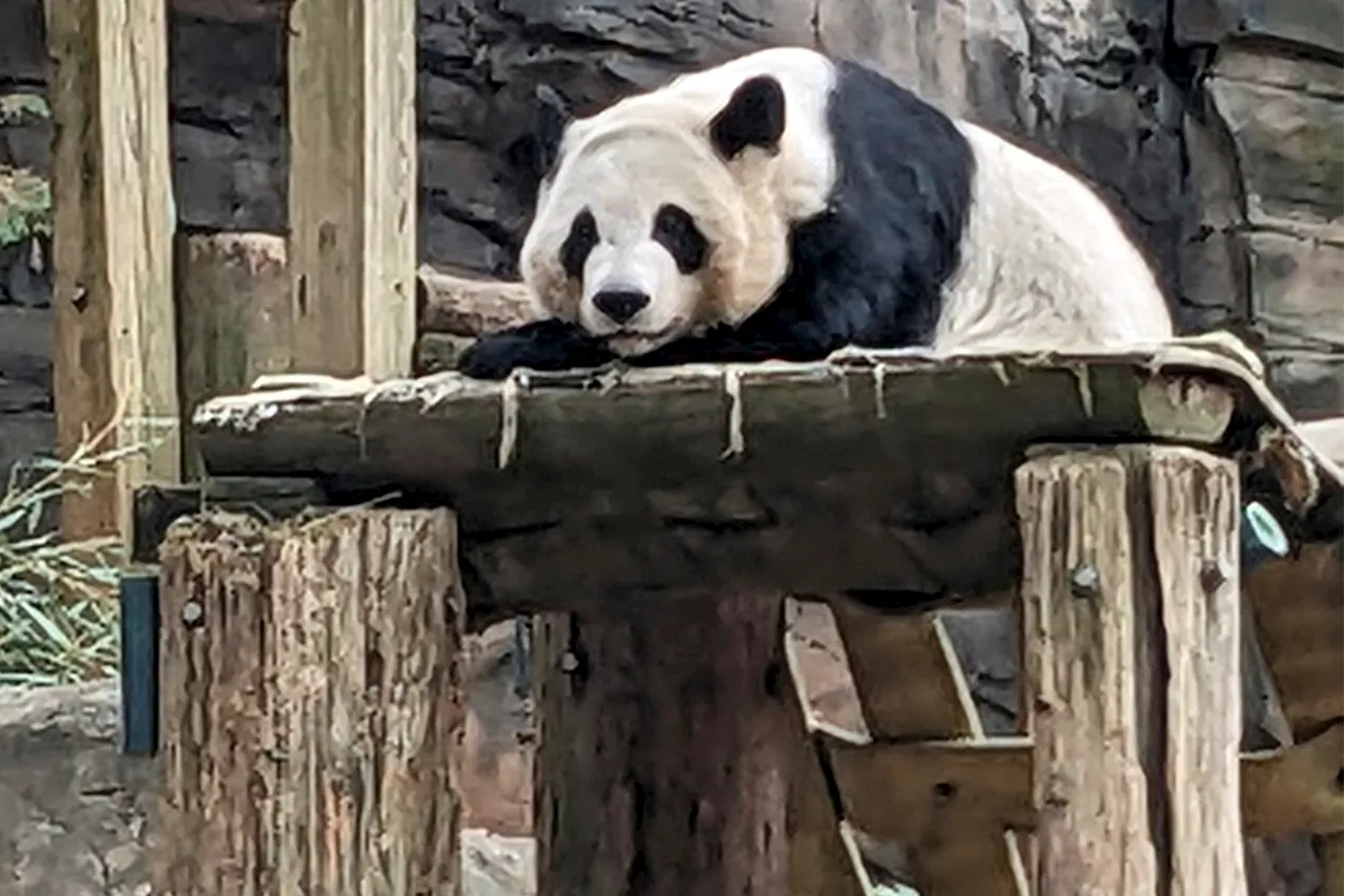 Zoo Atlanta’s last 4 pandas are leaving for China