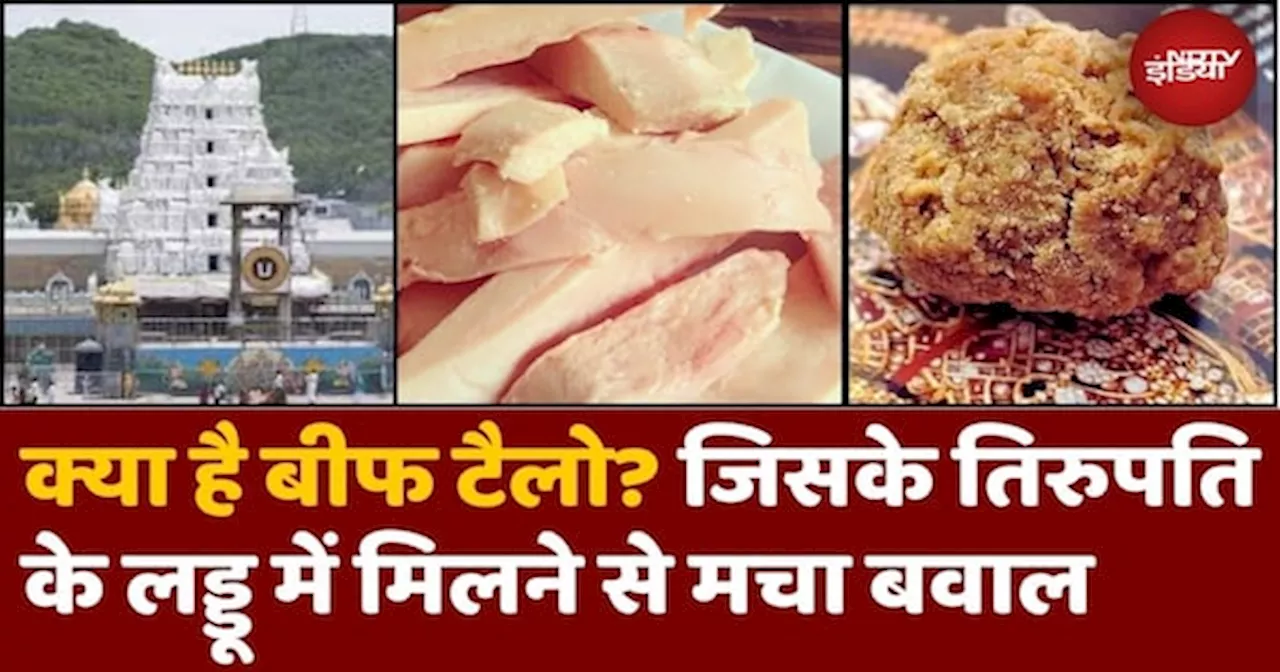 Tirupati Temple के Laddu प्रसाद में मिला Beef Tallow क्या है? जिसके मिलने से मचा बवाल