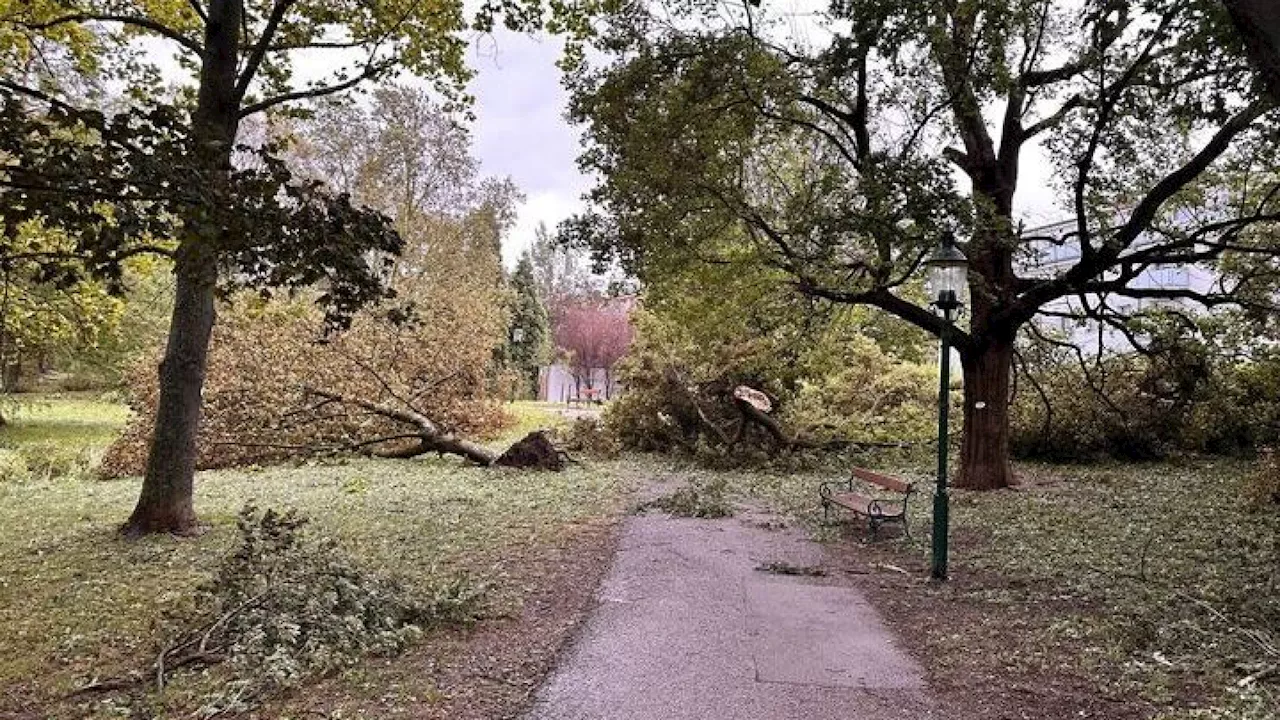 75 Bäume beim Vöslauer Friedhof müssen umgeschnitten werden