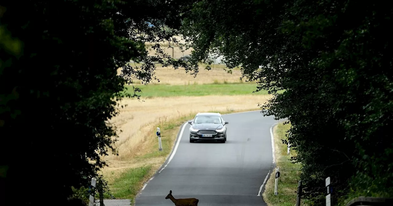 So reagieren Autofahrer richtig bei Wild auf der Straße