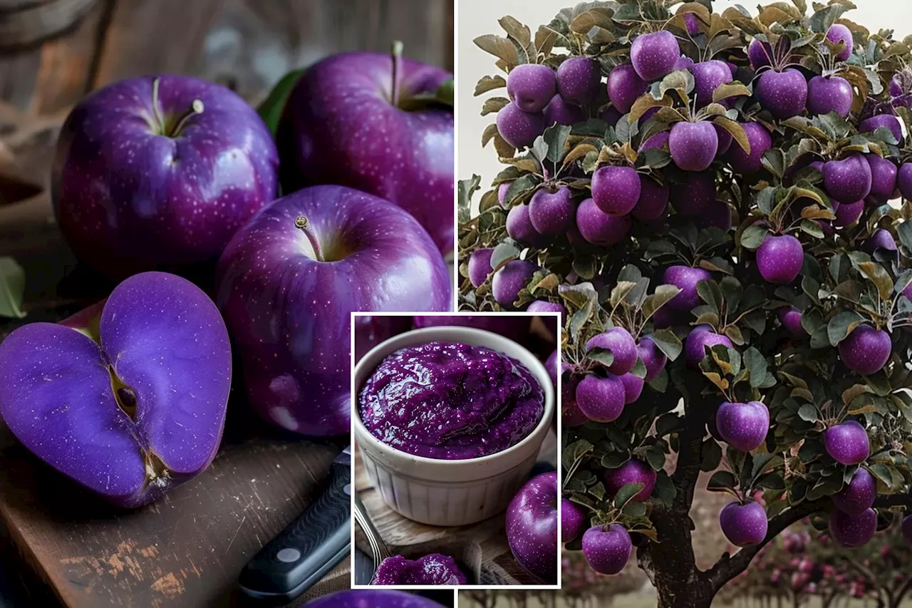 Purple apples are going viral on social media, orchards are being inundated with requests — but there’s a catch