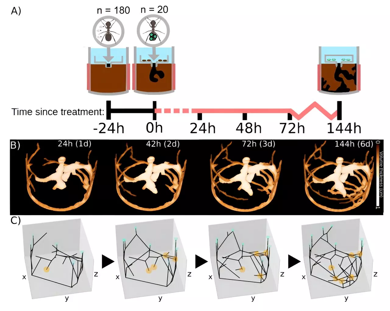 Black garden ants modify the structure of their nests to mitigate fungal infection spread