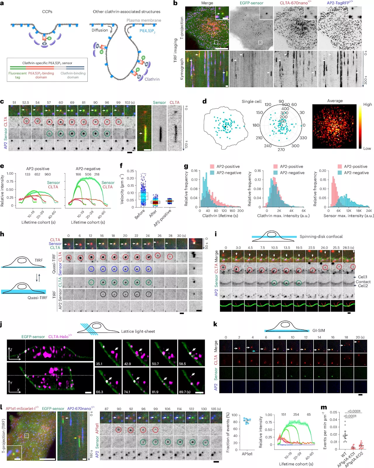 Researchers identify novel endocytic recycling mechanism with 'kiss-and-run' membrane fusion