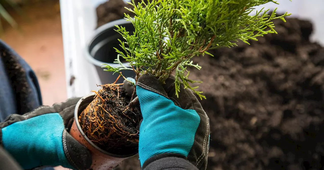 Herbstpflanzaktion: Jetzt ist der richtige Zeitpunkt zum Pflanzen und Umpflanzen