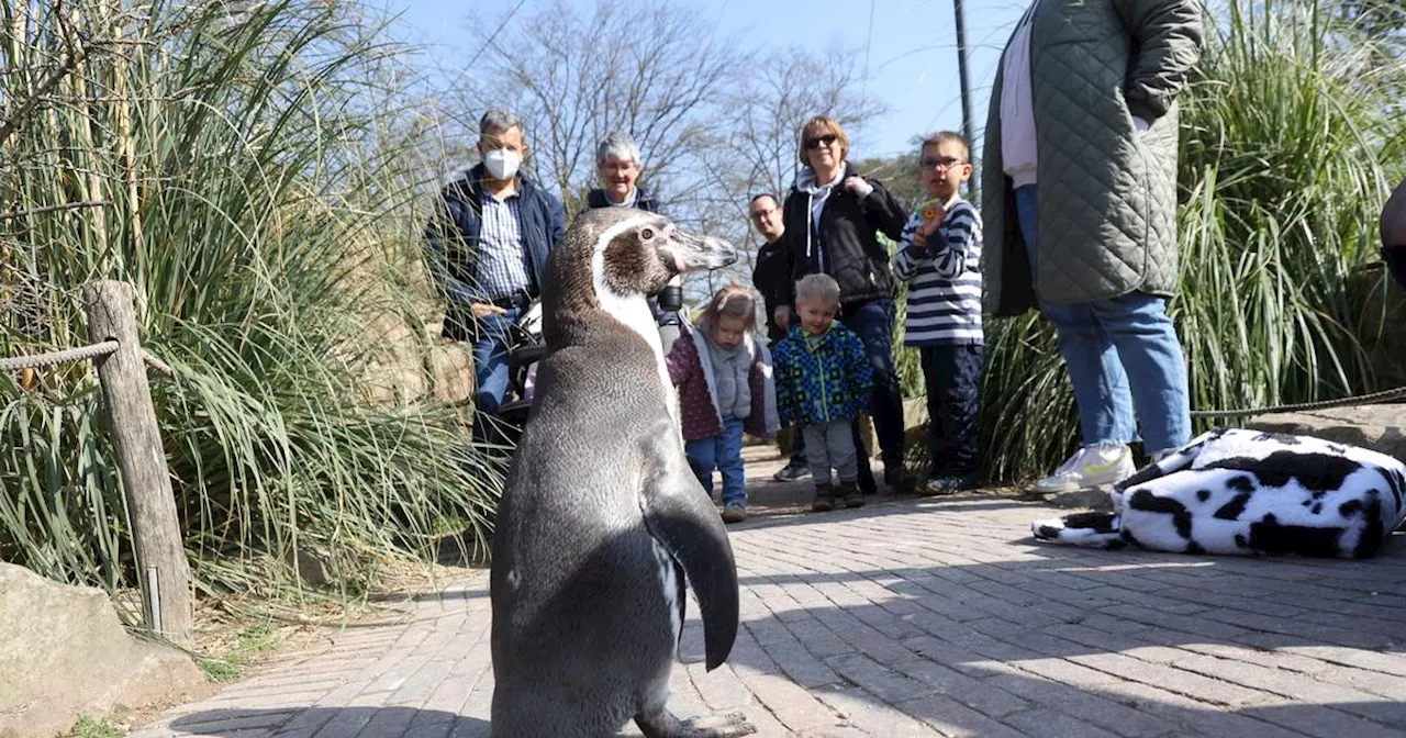 Zoo Krefeld: Daran starb Pinguin Kevin