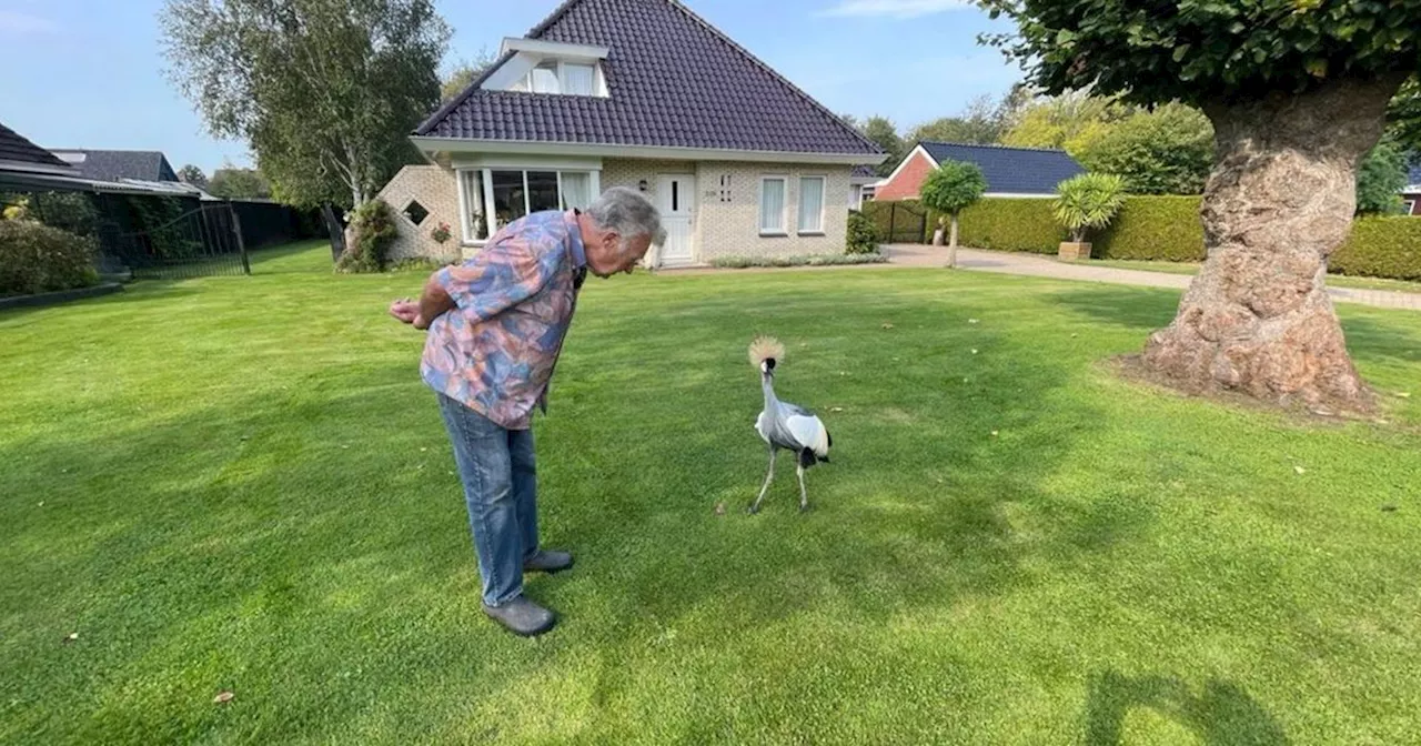 Grote gekleurde kraanvogel loopt vrij rond in Paterswolde