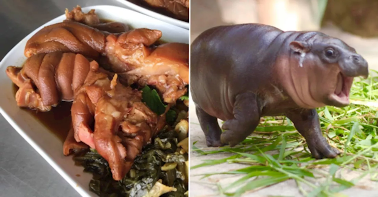 Sales Of Braised Pork Knuckles Soar In Thailand For Resembling Moo Deng The Baby Hippo