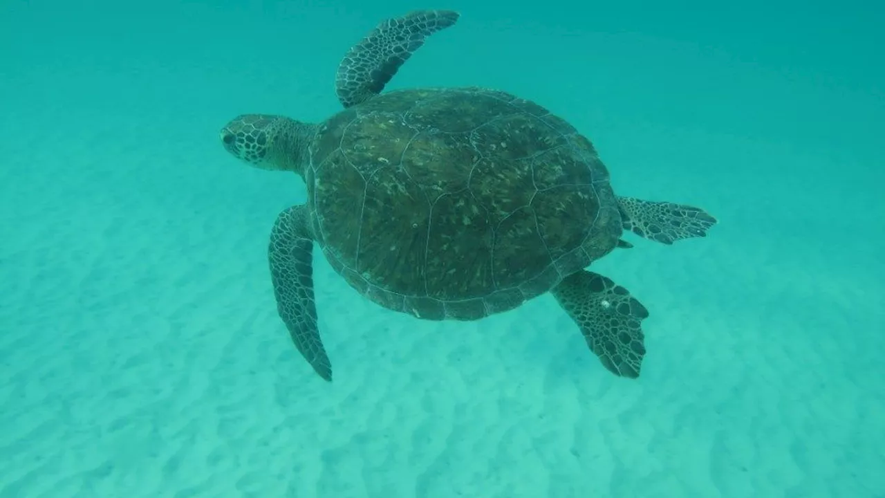 70% das tartarugas encalhadas no RJ consumiram lixo humano, principalmente plásticos