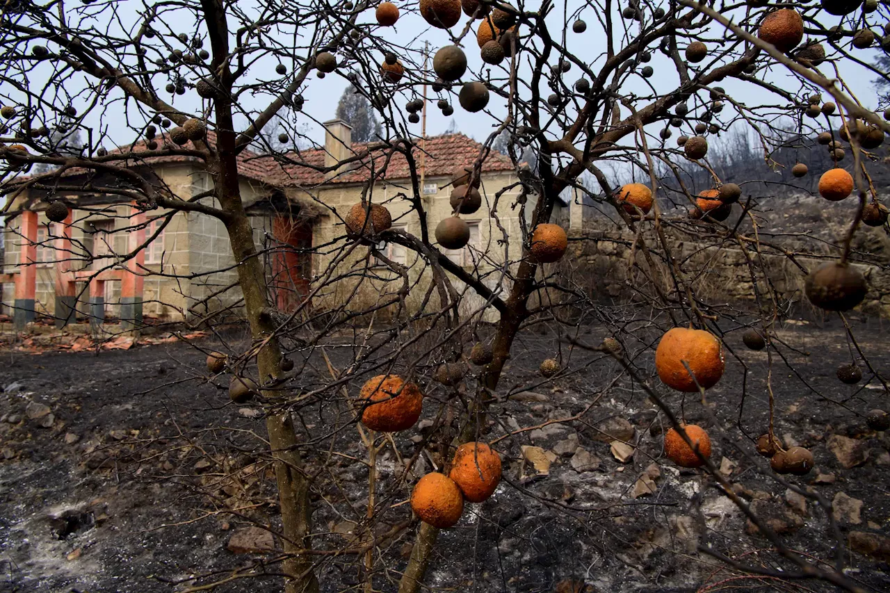 Dia de Luto Nacional em homenagem às vítimas dos incêndios