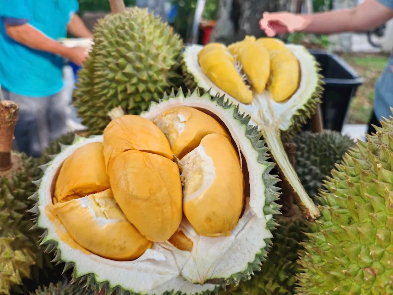 Musang King is ours until 2034, says Mat Sabu