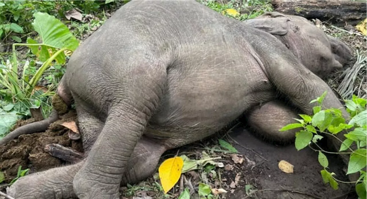 No signs of foul play in female Borneo elephant's death in Lahad Datu