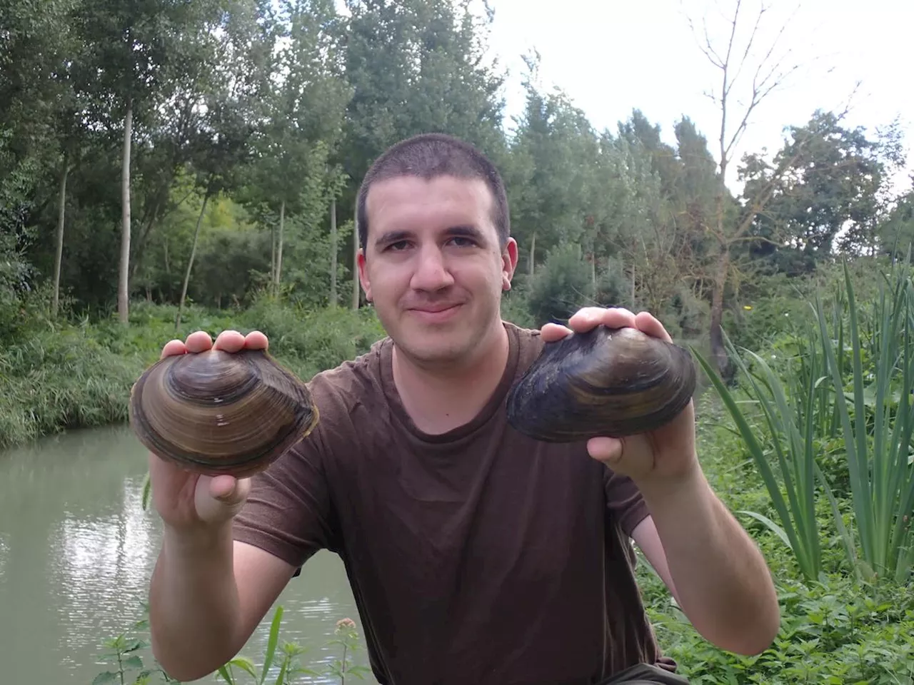 Charente-Maritime : dans les marais d’eau douce, ces moules géantes qui menacent les espèces autochtones