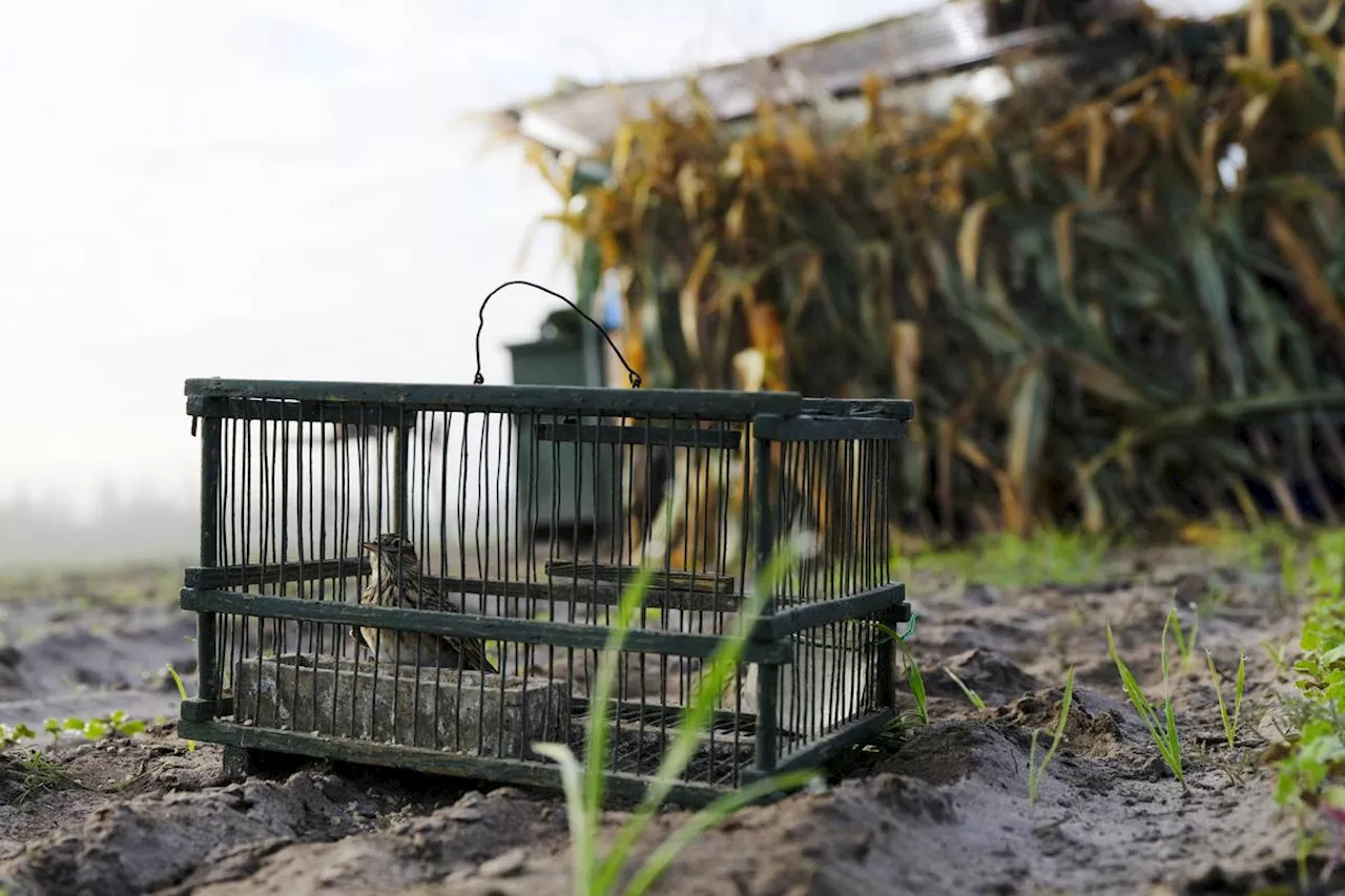 Lot-et-Garonne : les chasseurs rameutés pour tendre leurs filets dans la préfecture