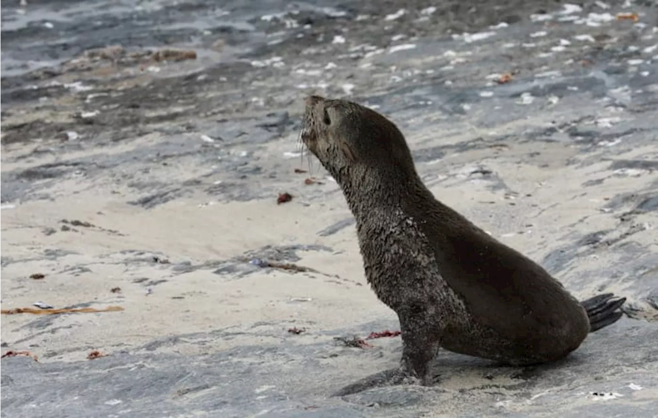 Scientists in South Africa say they have identified the first known outbreak of rabies in seals