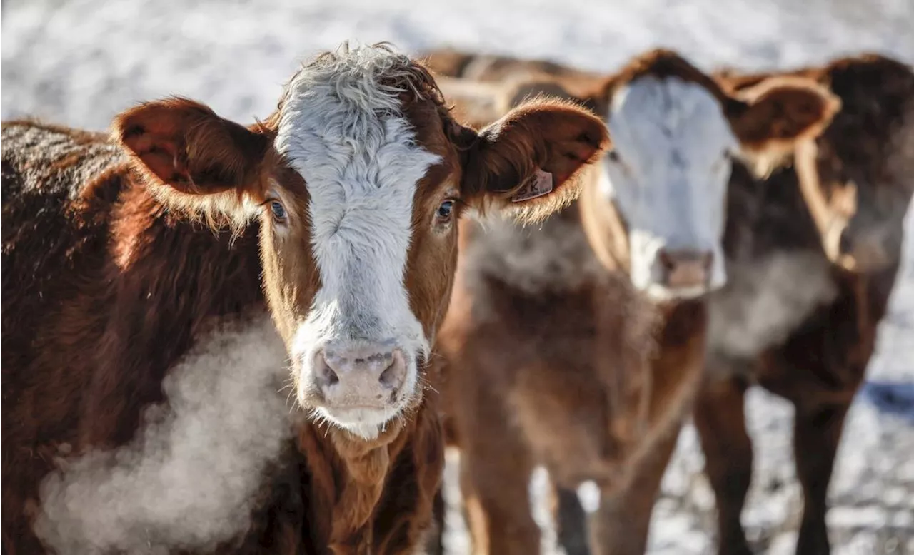 Years-long ban on Canadian beef highlights 'uncertainty' of Chinese market