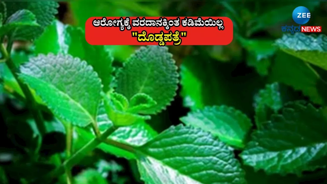 Ajwain Leaf: ಶೀತ, ನೆಗಡಿಯಿಂದ ಮಧುಮೇಹದವರೆಗೂ ರಾಮಬಾಣ ಈ ಒಂದು ಎಲೆ