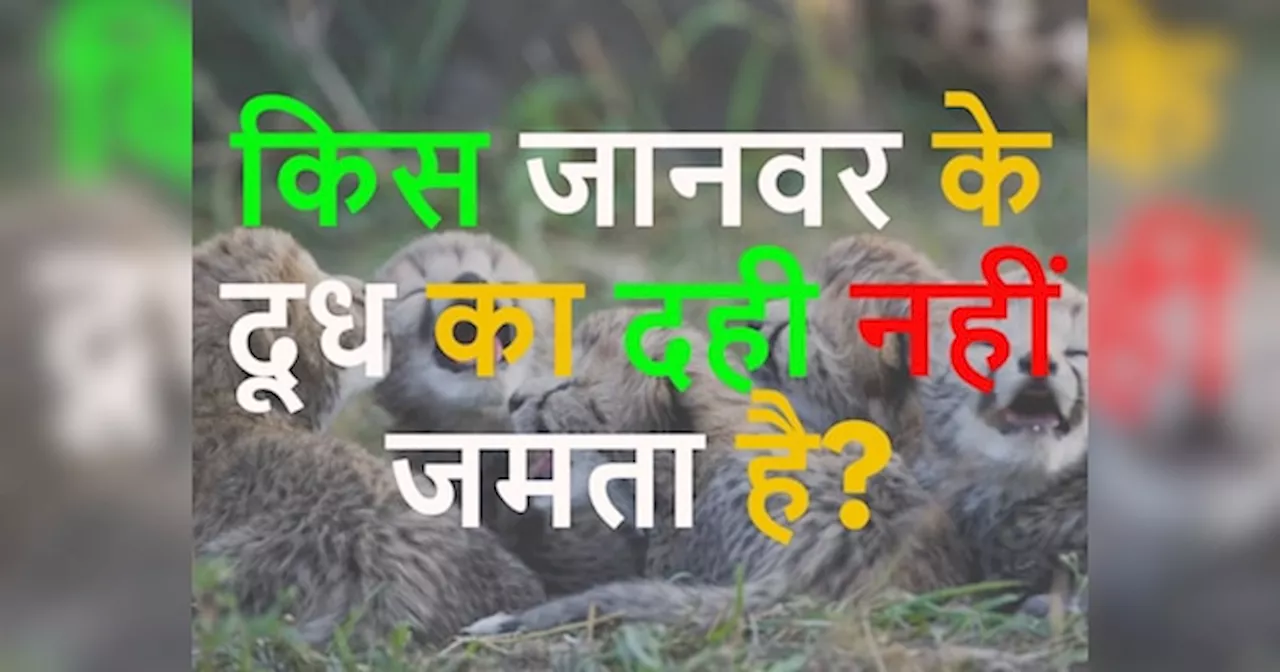 GK Quiz: किस जानवर के दूध का दही नहीं जमता है?