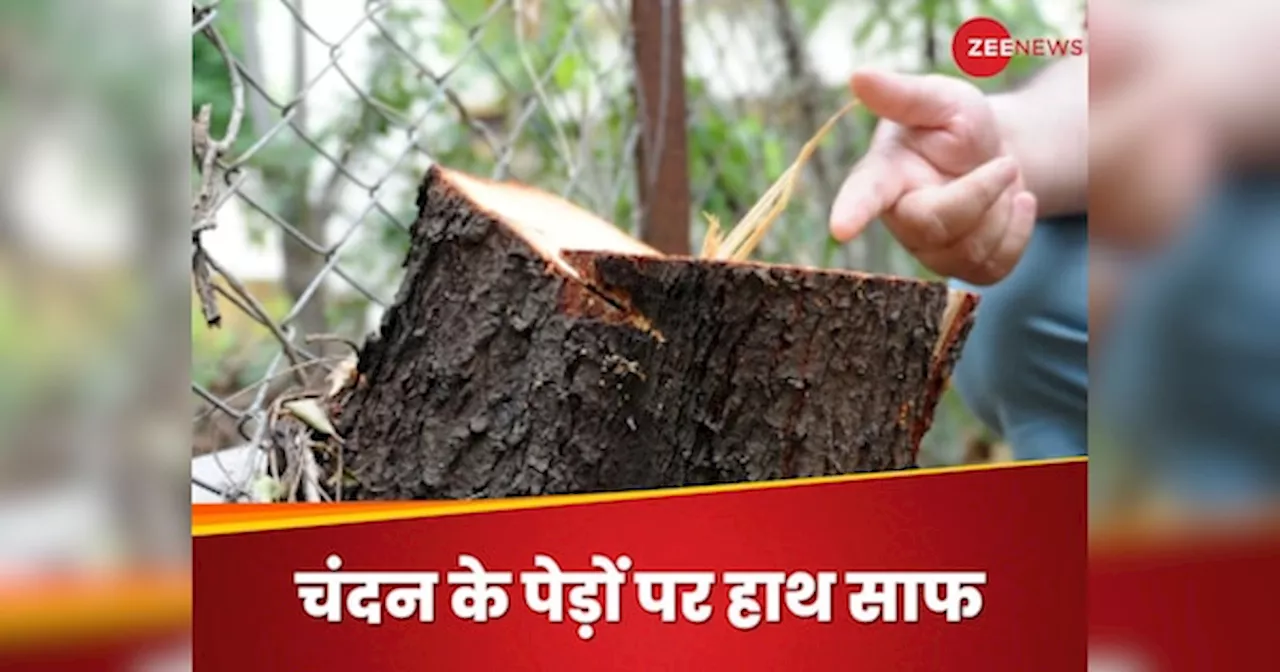 Sandalwood Trees: महज दो घंटे में आर्मी ऑफिसर के बंगले से उड़ाए चंदन के दो पेड़, पुणे में गणेश विसर्जन जुलूस की आड़ में भी वारदात