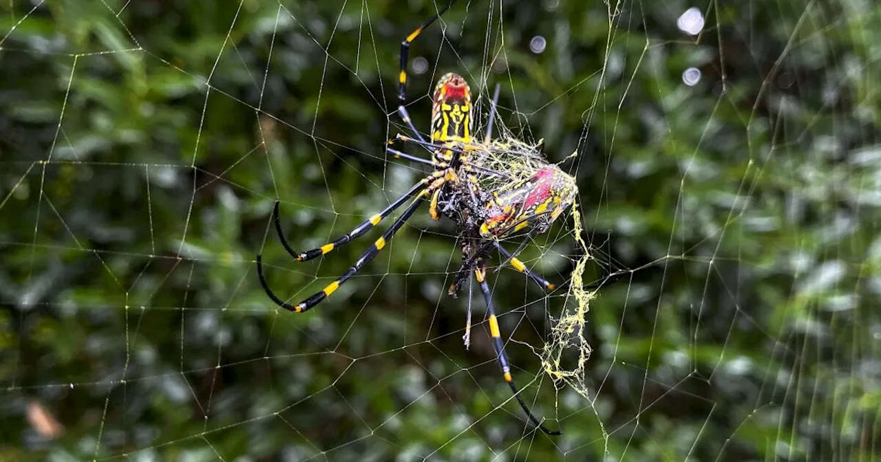 Joro Spiders Found For The First Time In Pennsylvania