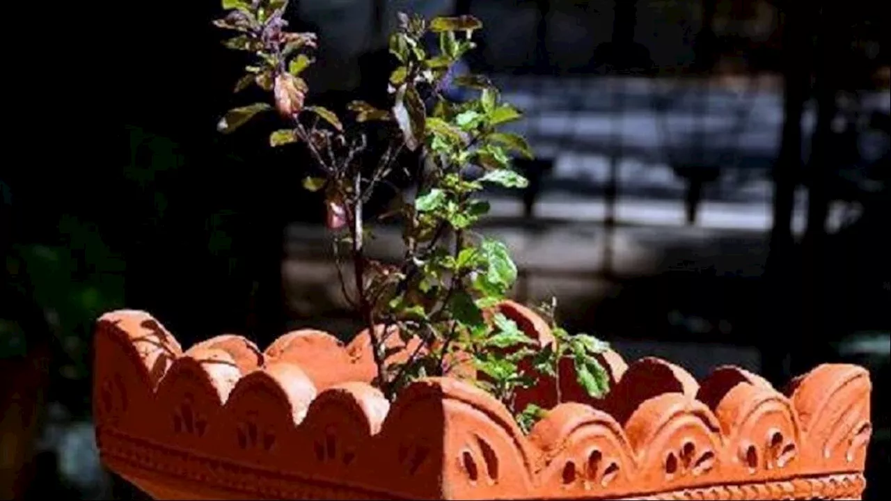 Tulsi Mata Aarti: हर दिन करें माता तुलसी की आरती, बनी रहेगी श्री हरि की कृपा